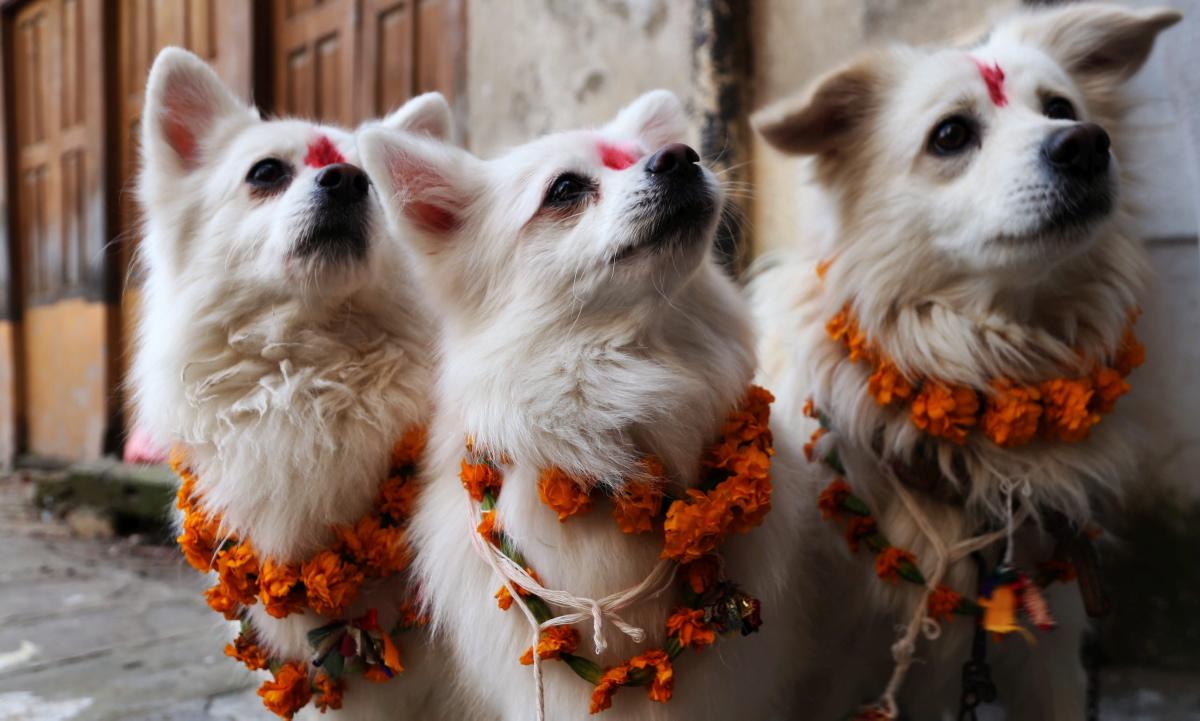 Kukur Tihar Festival to honour and admire your dogs OMG Nepal