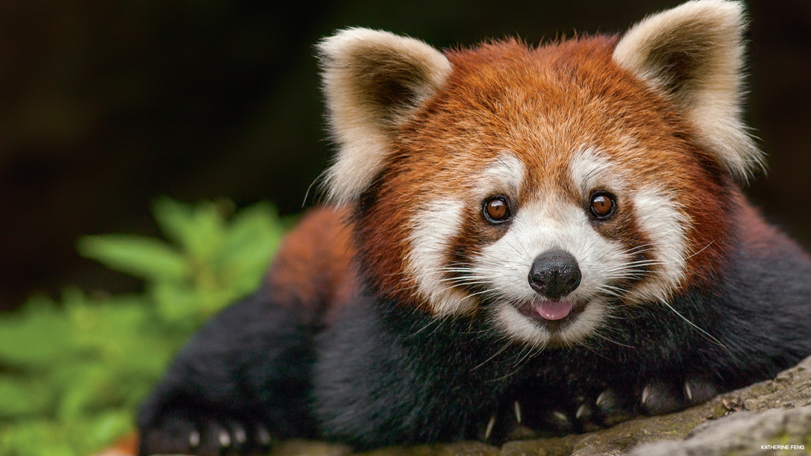 Nepal s Latest Attraction Red Panda OMG Nepal Nepal s Latest Attraction Red Panda OMG Nepal