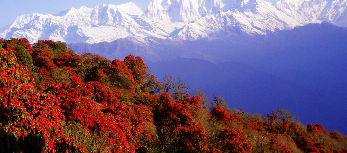 rare-and-endangered-plant-species-of-nepal-omg-nepal