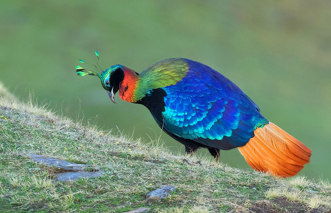 Birds Species Only Found In Nepal - OMG Nepal