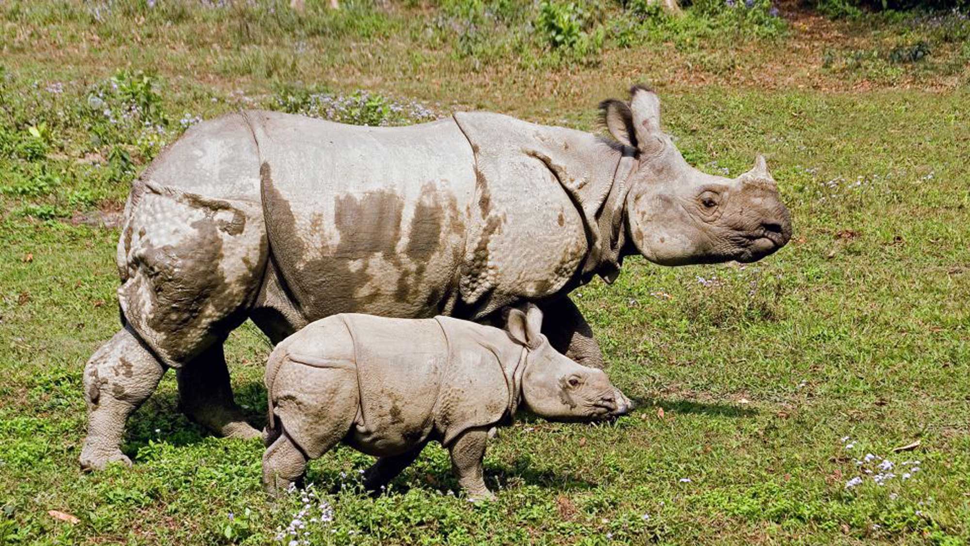 Nepal's Greater One Horned Rhinoceros