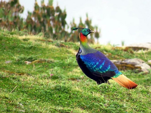 Birds Species Only Found In Nepal - OMG Nepal