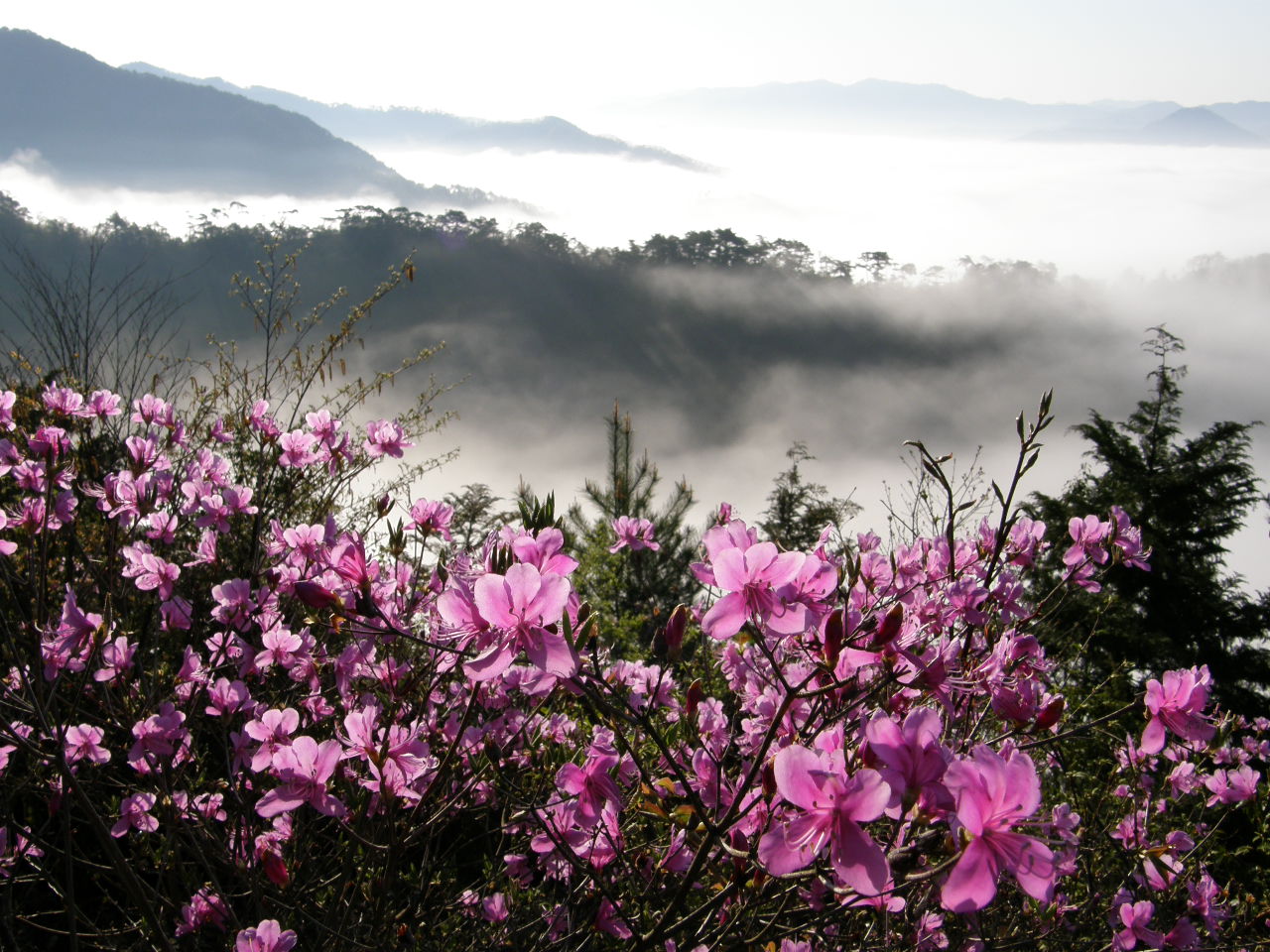 new-plants-discovered-recently-in-nepal-omg-nepal