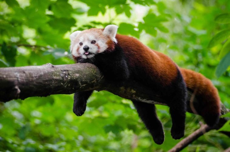 Red Panda Numbers On Rise In Nepal OMG Nepal