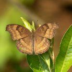 Chocolate pansy butterfly resting in Kirtipur, Kathmandu.