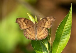Chocolate pansy butterfly resting in Kirtipur, Kathmandu.