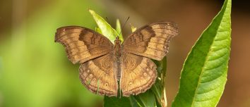 Chocolate pansy butterfly resting in Kirtipur, Kathmandu.