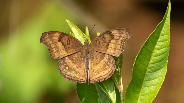 Chocolate pansy butterfly resting in Kirtipur, Kathmandu.