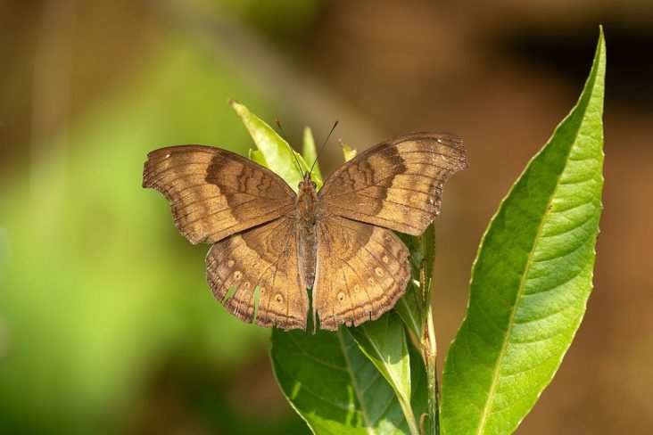 Chocolate pansy butterfly resting in Kirtipur, Kathmandu.