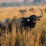 Wild water buffalo at Koshi Tappu in June 2025.