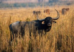Wild water buffalo at Koshi Tappu in June 2025.