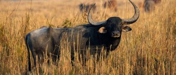 Wild water buffalo at Koshi Tappu in June 2025.
