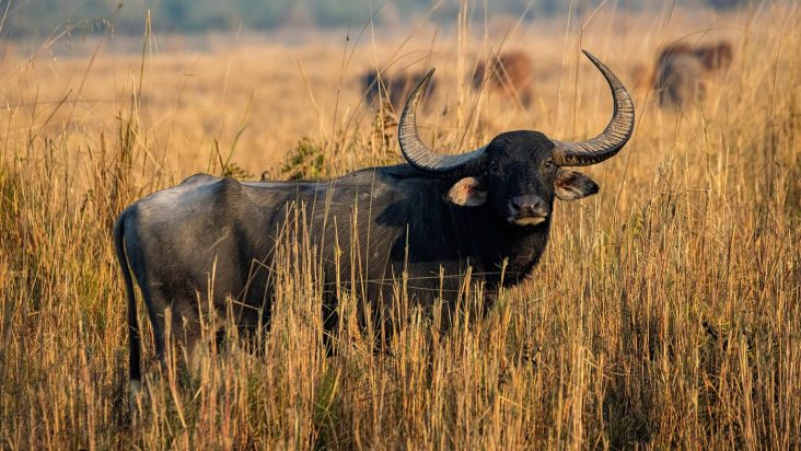 Wild water buffalo at Koshi Tappu in June 2025.