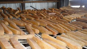 Rows of firm chhurpi dairy products arranged on racks.
