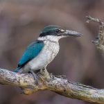 A collared kingfisher in Sundarbans National Park, India, in 2025.