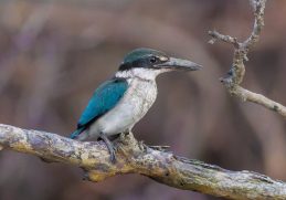 A collared kingfisher in Sundarbans National Park, India, in 2025.
