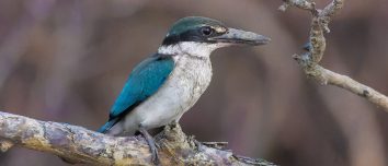 A collared kingfisher in Sundarbans National Park, India, in 2025.