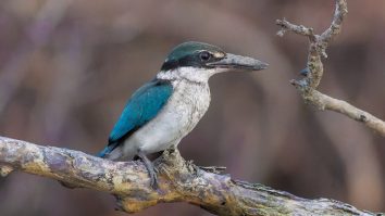 A collared kingfisher in Sundarbans National Park, India, in 2025.