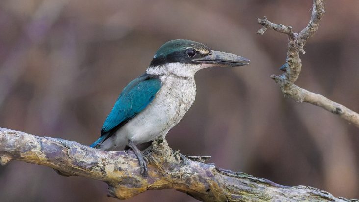 A collared kingfisher in Sundarbans National Park, India, in 2025.
