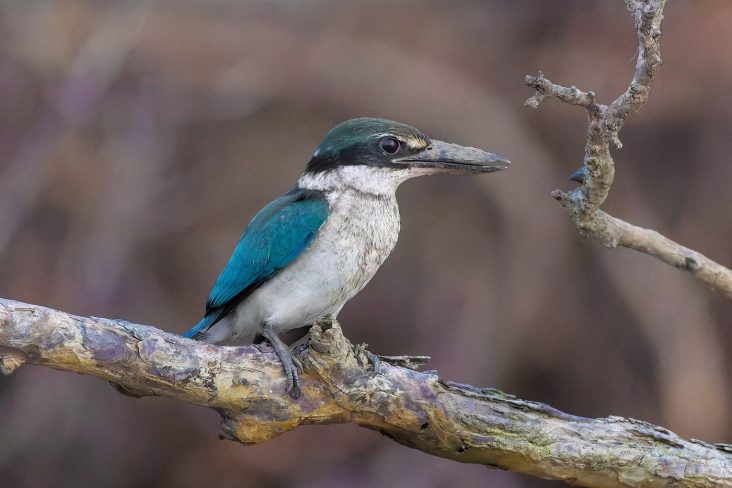 A collared kingfisher in Sundarbans National Park, India, in 2025.