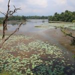 Ghodaghodi Lake with aquatic vegetation and forest along the shore.