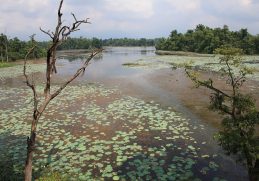 Ghodaghodi Lake with aquatic vegetation and forest along the shore.
