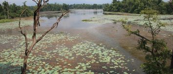 Ghodaghodi Lake with aquatic vegetation and forest along the shore.