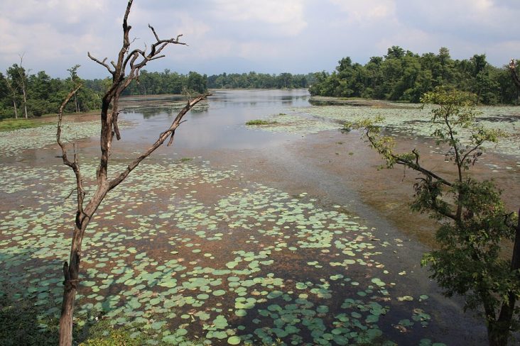 Ghodaghodi Lake with aquatic vegetation and forest along the shore.