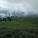 Green tea gardens on cloudy hillsides in Ilam.