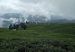 Green tea gardens on cloudy hillsides in Ilam.