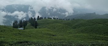 Green tea gardens on cloudy hillsides in Ilam.