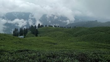 Green tea gardens on cloudy hillsides in Ilam.