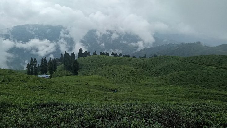 Green tea gardens on cloudy hillsides in Ilam.
