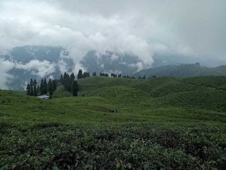 Green tea gardens on cloudy hillsides in Ilam.