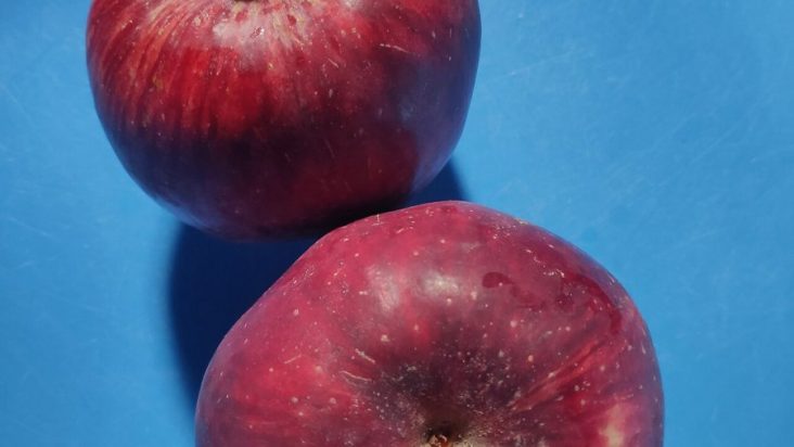 Two red Jumla apples on a blue surface.