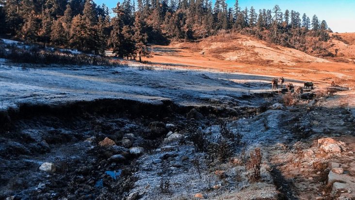 Open meadow and forest in Khaptad National Park.