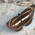 A plain sailer butterfly photographed in Nepal in 2019.