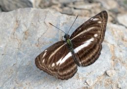 A plain sailer butterfly photographed in Nepal in 2019.