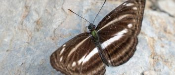A plain sailer butterfly photographed in Nepal in 2019.