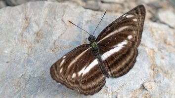 A plain sailer butterfly photographed in Nepal in 2019.