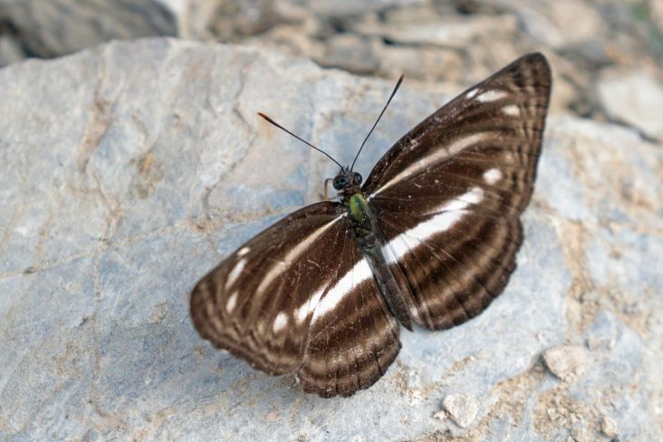 A plain sailer butterfly photographed in Nepal in 2019.