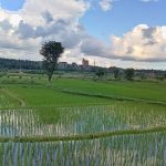 Hetauda Cement Factory beyond green paddy fields.