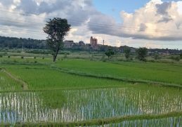 Hetauda Cement Factory beyond green paddy fields.