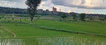 Hetauda Cement Factory beyond green paddy fields.