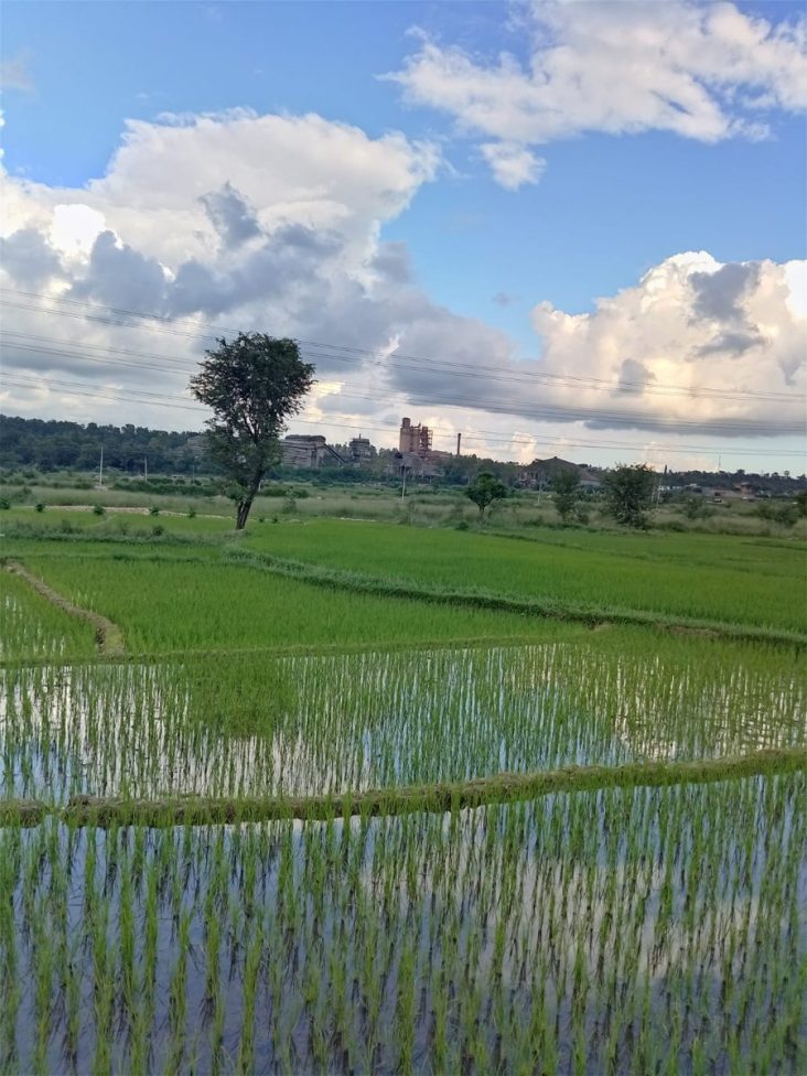 Hetauda Cement Factory beyond green paddy fields.