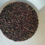 Finger millet photographed in Nepal in 2019.