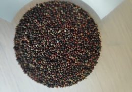 Finger millet photographed in Nepal in 2019.
