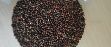 Finger millet photographed in Nepal in 2019.