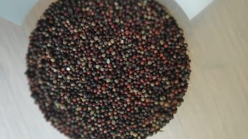 Finger millet photographed in Nepal in 2019.