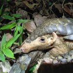 A Chinese pangolin photographed in Taiwan in 2021.